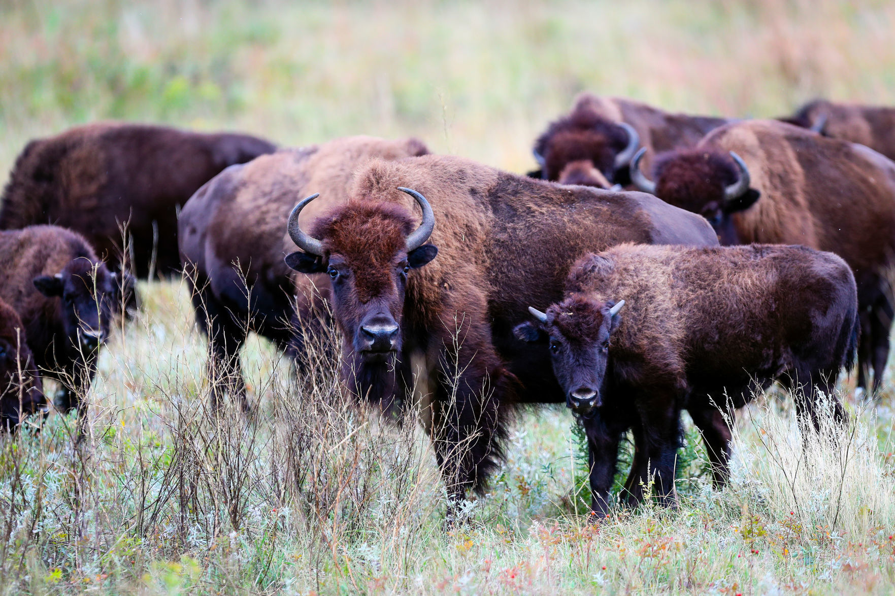 Custer State Park Prepares For Roundup